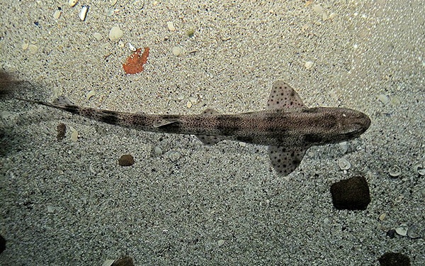 best shark for saltwater aquarium