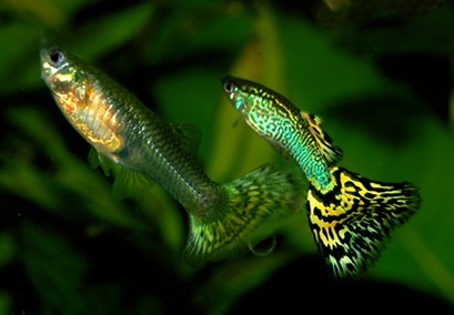 best freshwater fish