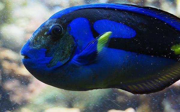 blue tang fish for aquarium