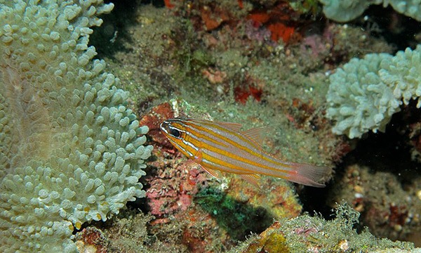 saltwater fish