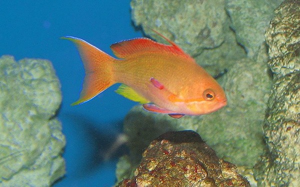 best saltwater aquarium fish