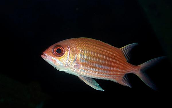 squirrelfish aquarium