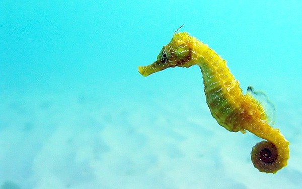 saltwater seahorse