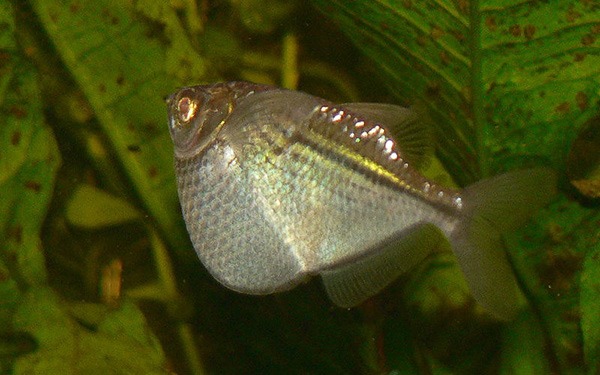 tropical freshwater fish