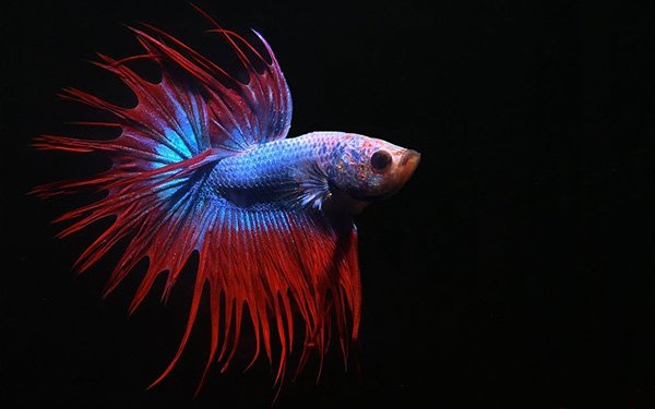 The 26 Best Freshwater Fish For Your Aquarium - Fish Care Guide