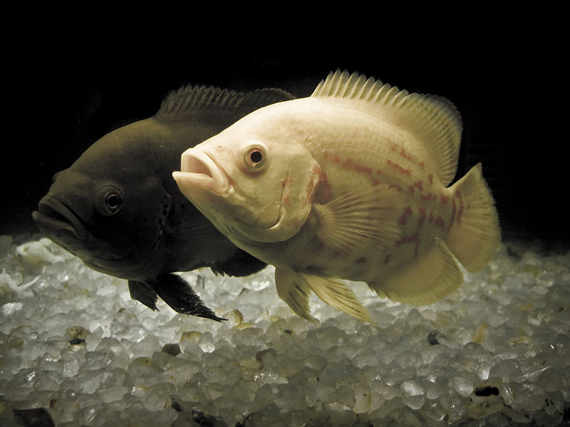oscar fish facts