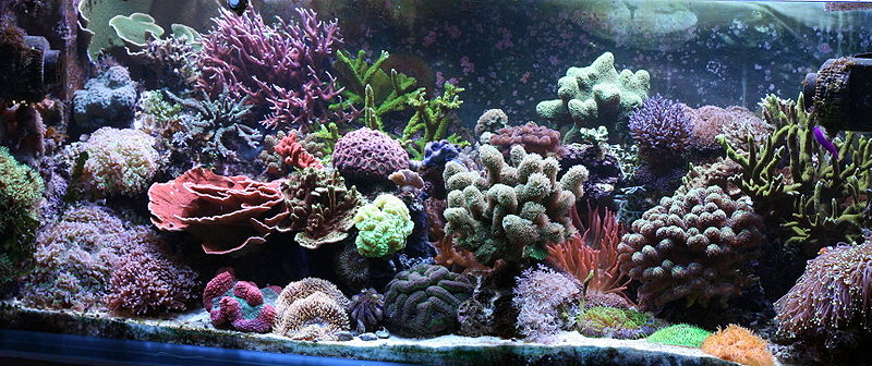 protein skimmer for reef aquarium