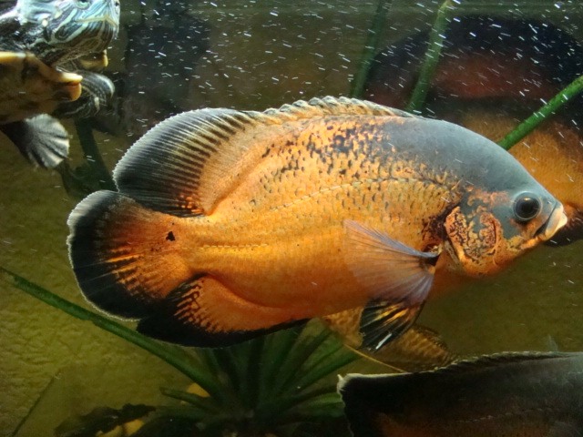 tiger oscar fish