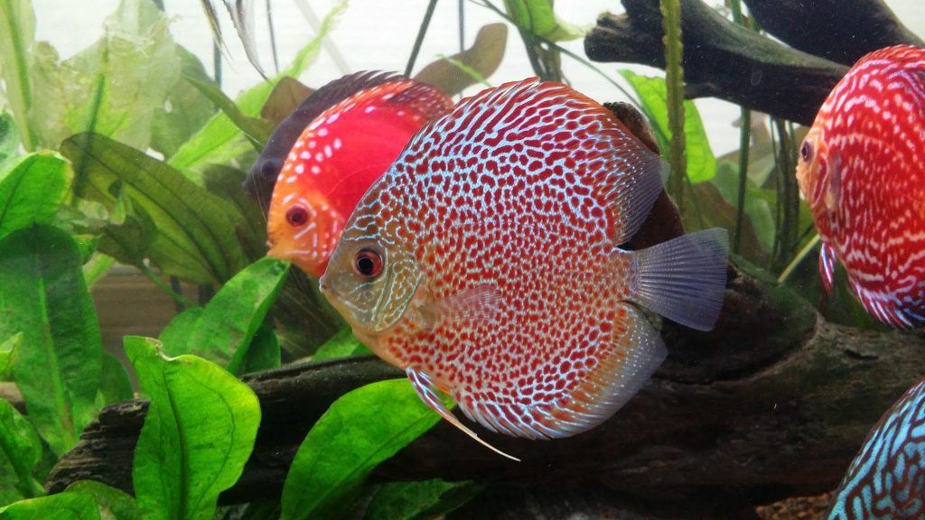 Discus Fish Guide - Fish Care Guide