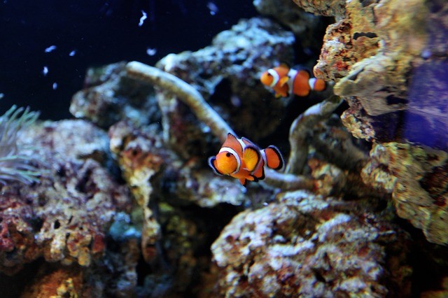 red clown fish