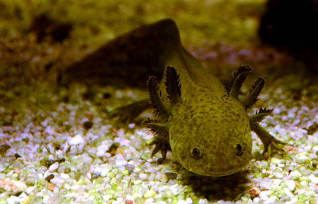 axolotl-pet