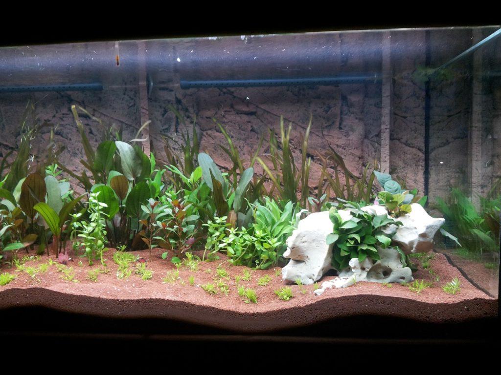 live aquarium plants 