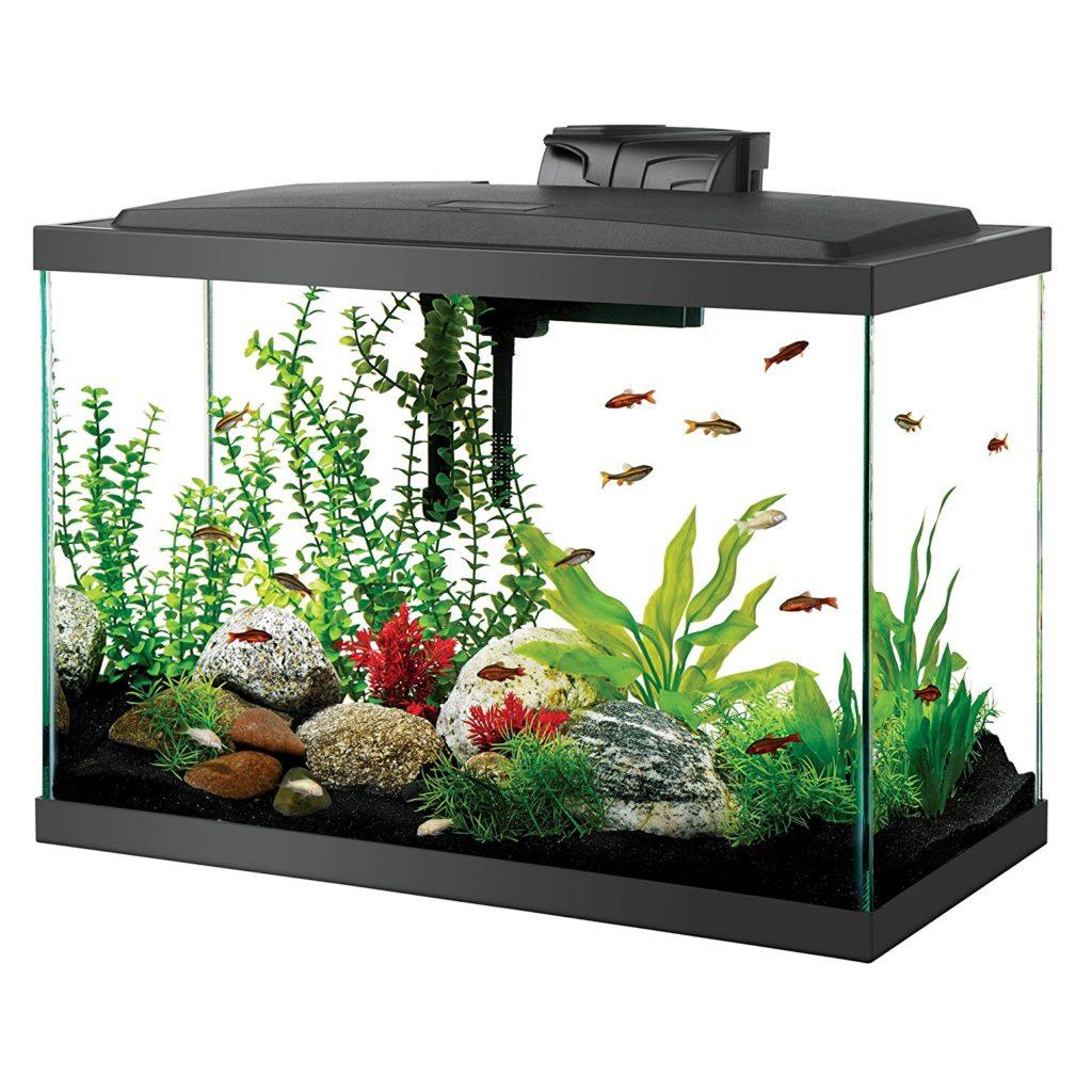 20 gallon aquarium 