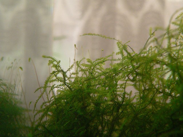 how to grow java moss