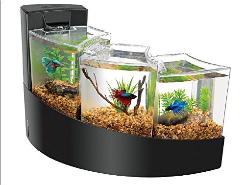 betta fish tank 