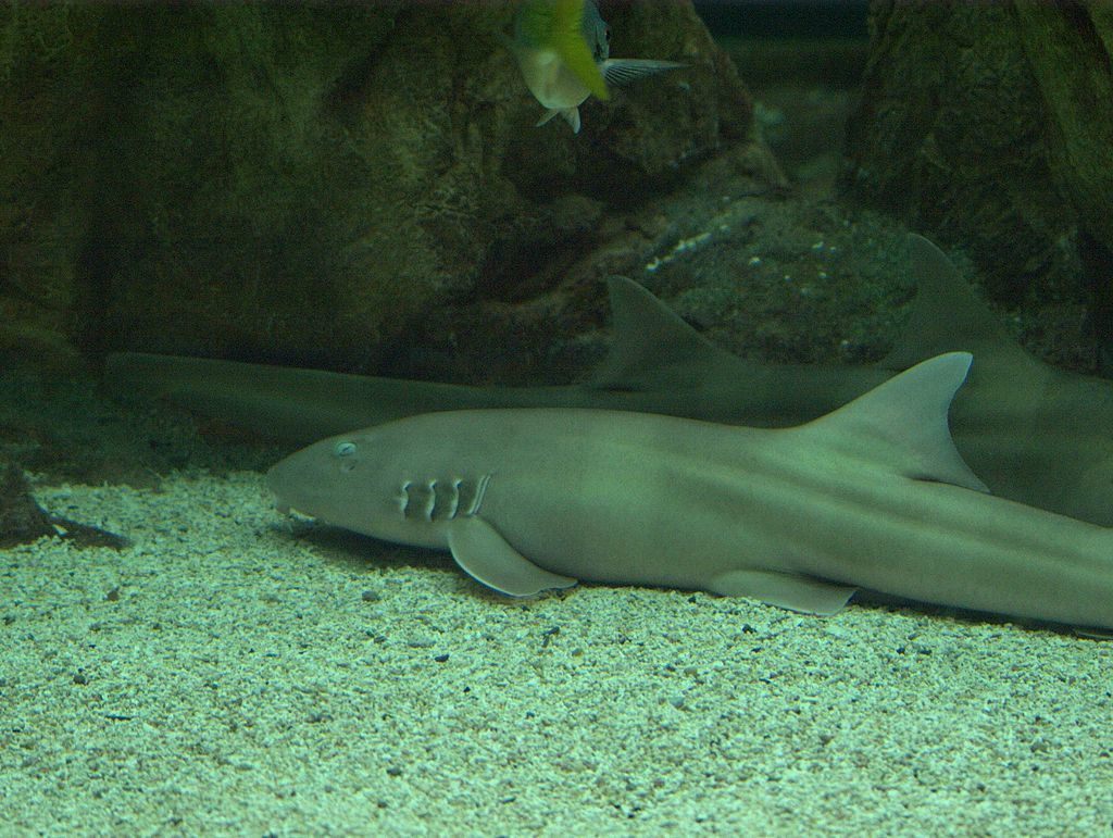 banded cat shark 