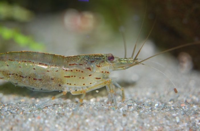 breeding ghost shrimp