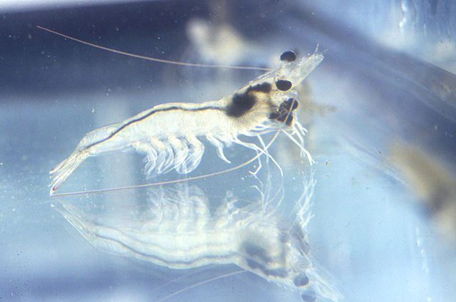 ghost shrimp