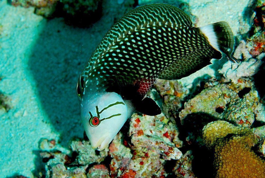 wrasse