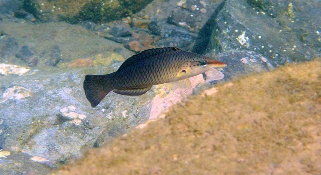 wrasse fish 