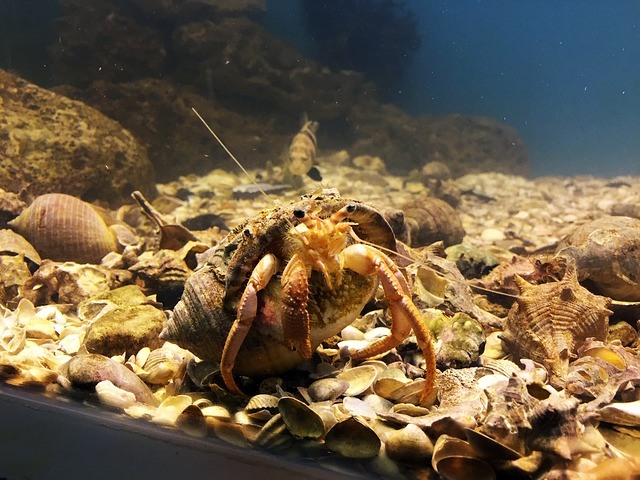 hermit crab 