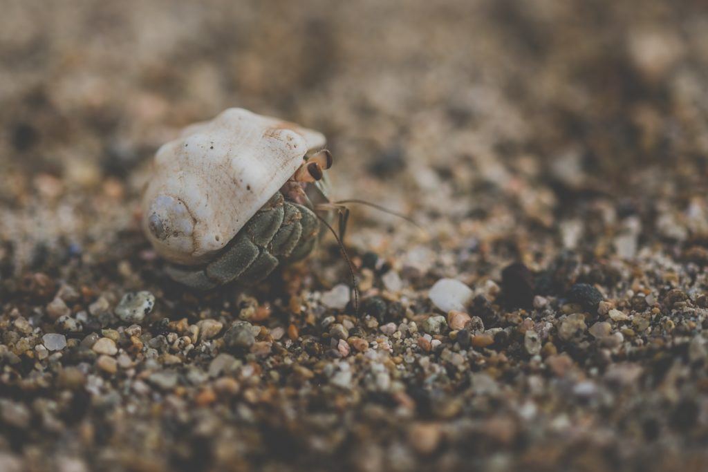 hermit crab shells