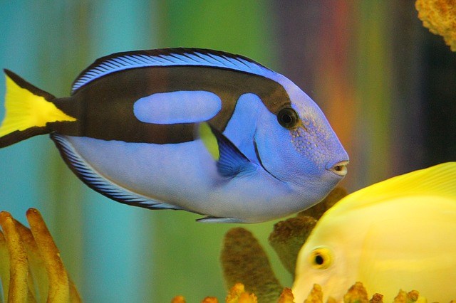 blue tang care