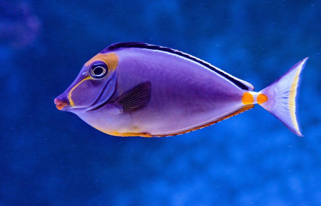 blue tang facts