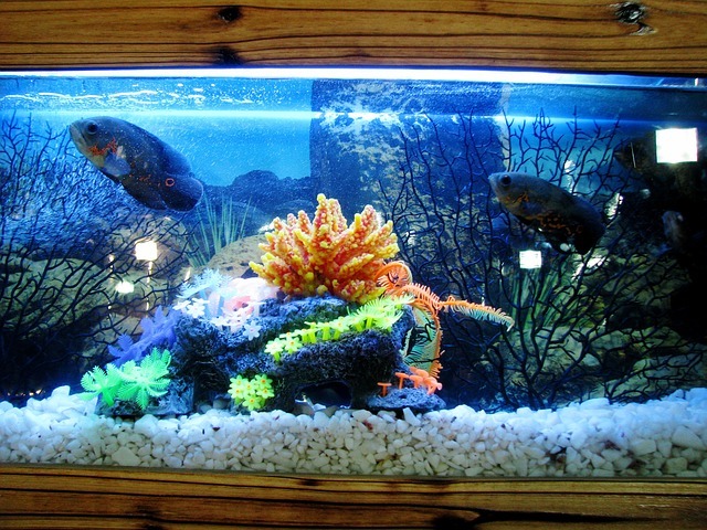 cloudy water in fish tank