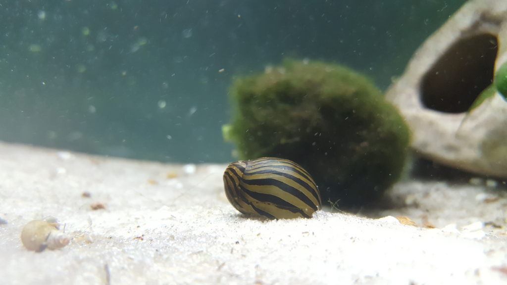 nerite snails 