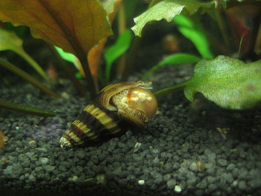 assassin snails 