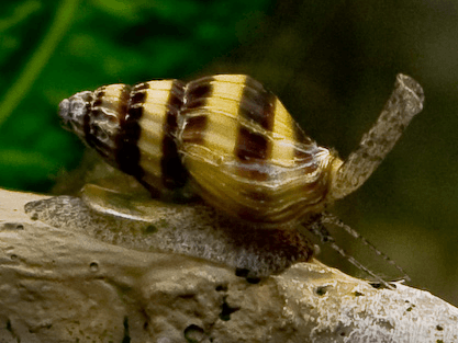 assassin snail care