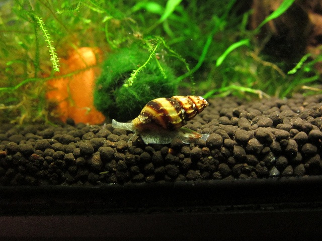 assassin snail care