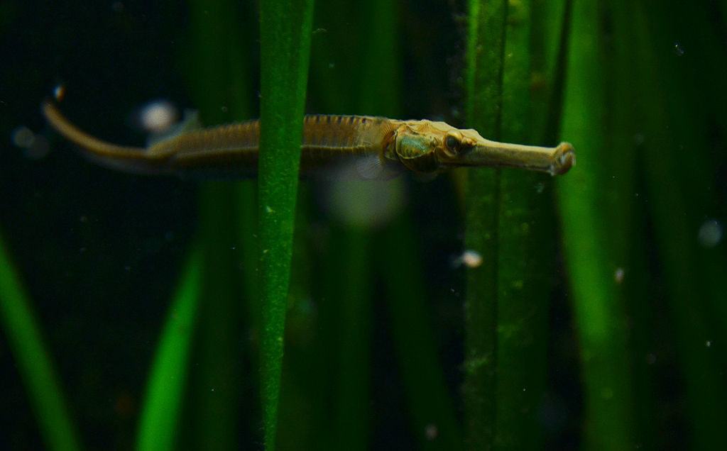 are there freshwater seahorses
