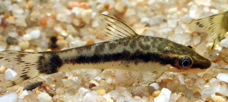 Octocinclus catfish