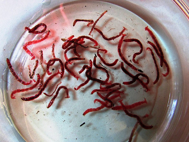 Everything You Need To Know About Blood Worms | Fish Care Guide