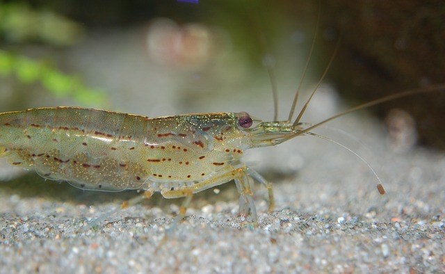Japanese algae shrimp