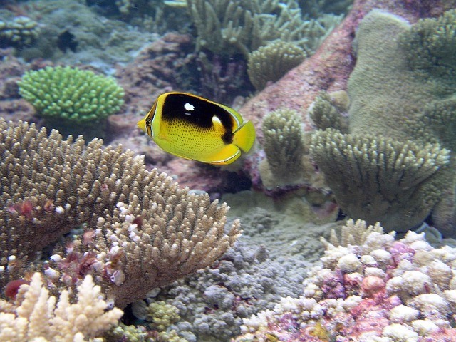 saltwater butterfly fish