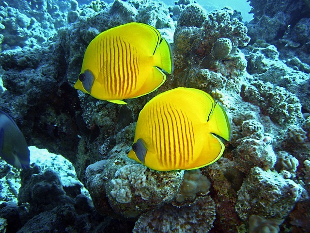 what do butterfly fish eat
