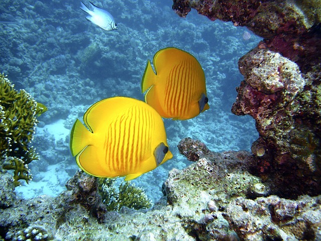 butterfly fish care