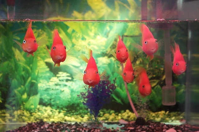 fish tank setup for beginners