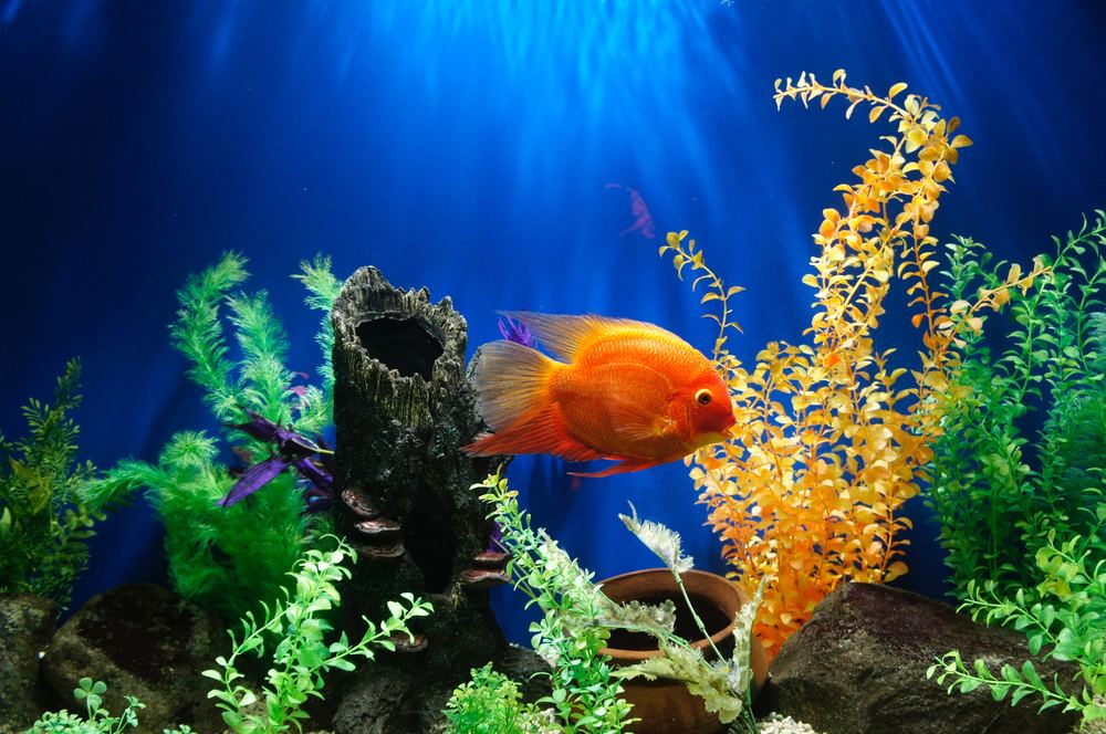 is plastic safe for fish tanks