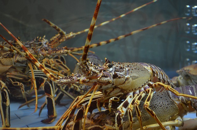 what crayfish eat in the wild