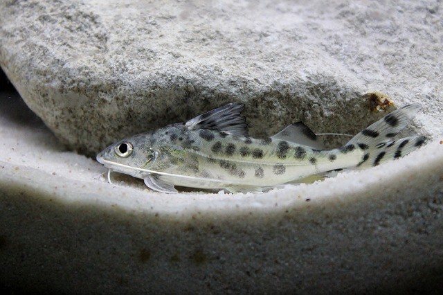 pictus catfish size
