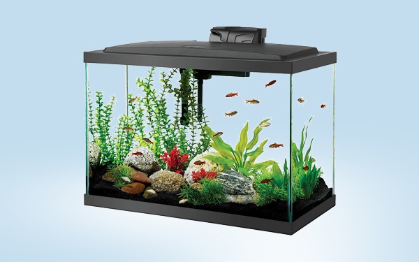 best 20 gallon aquarium