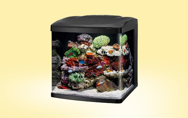 biocube aquarium
