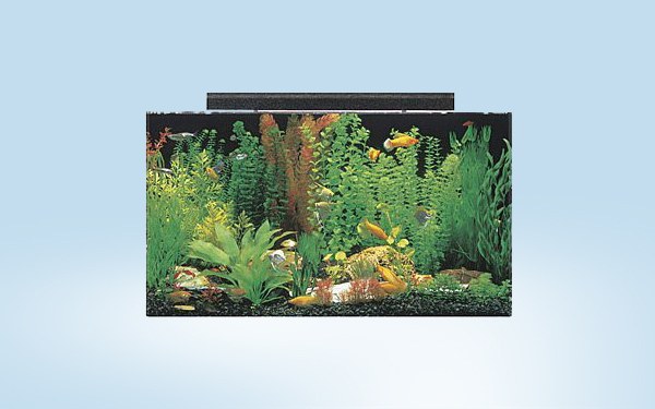best fish tank
