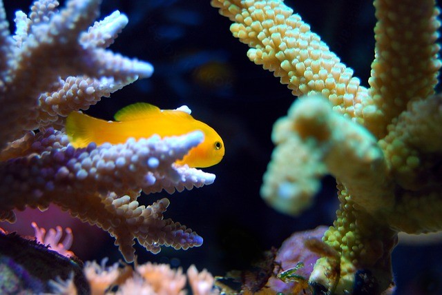 what do you need for a saltwater tank