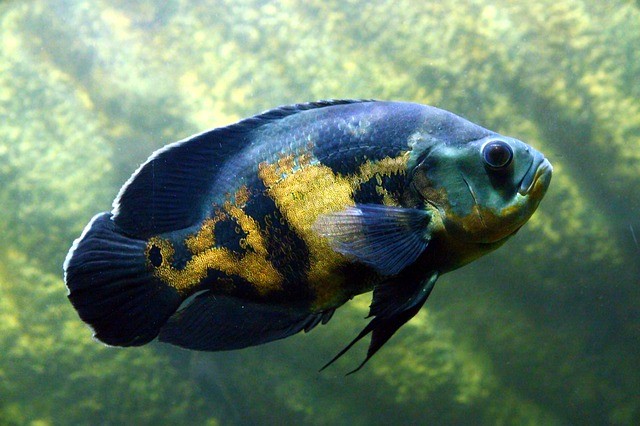 aggressive aquarium fish
