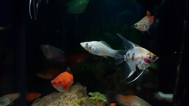 fish swimming upside down